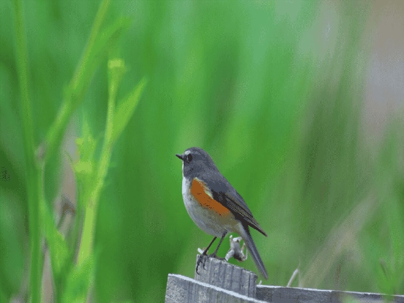 长春南京试管好吗（具塞试管比色）