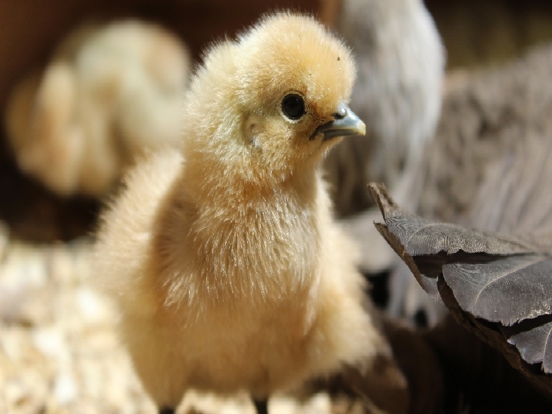 <strong>试管胚胎培养流程（亚克力试管怎么加水）</strong>